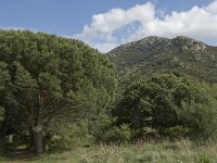 E, Cadiz, Jimena de la Frontera, Alcornocales 15, Saxifraga-Jan van der Straaten